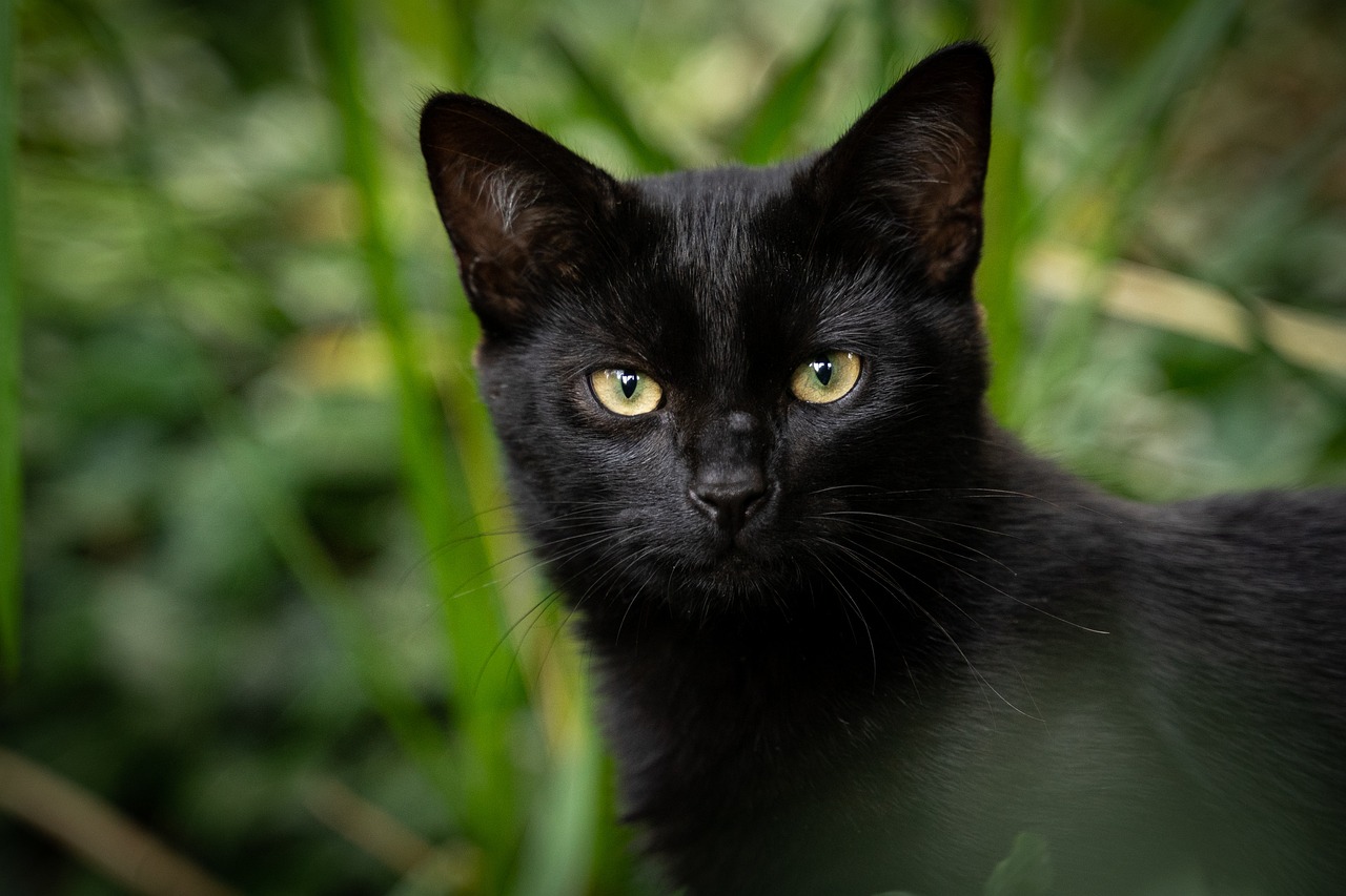 The Playful Personality of the Singapura Cat